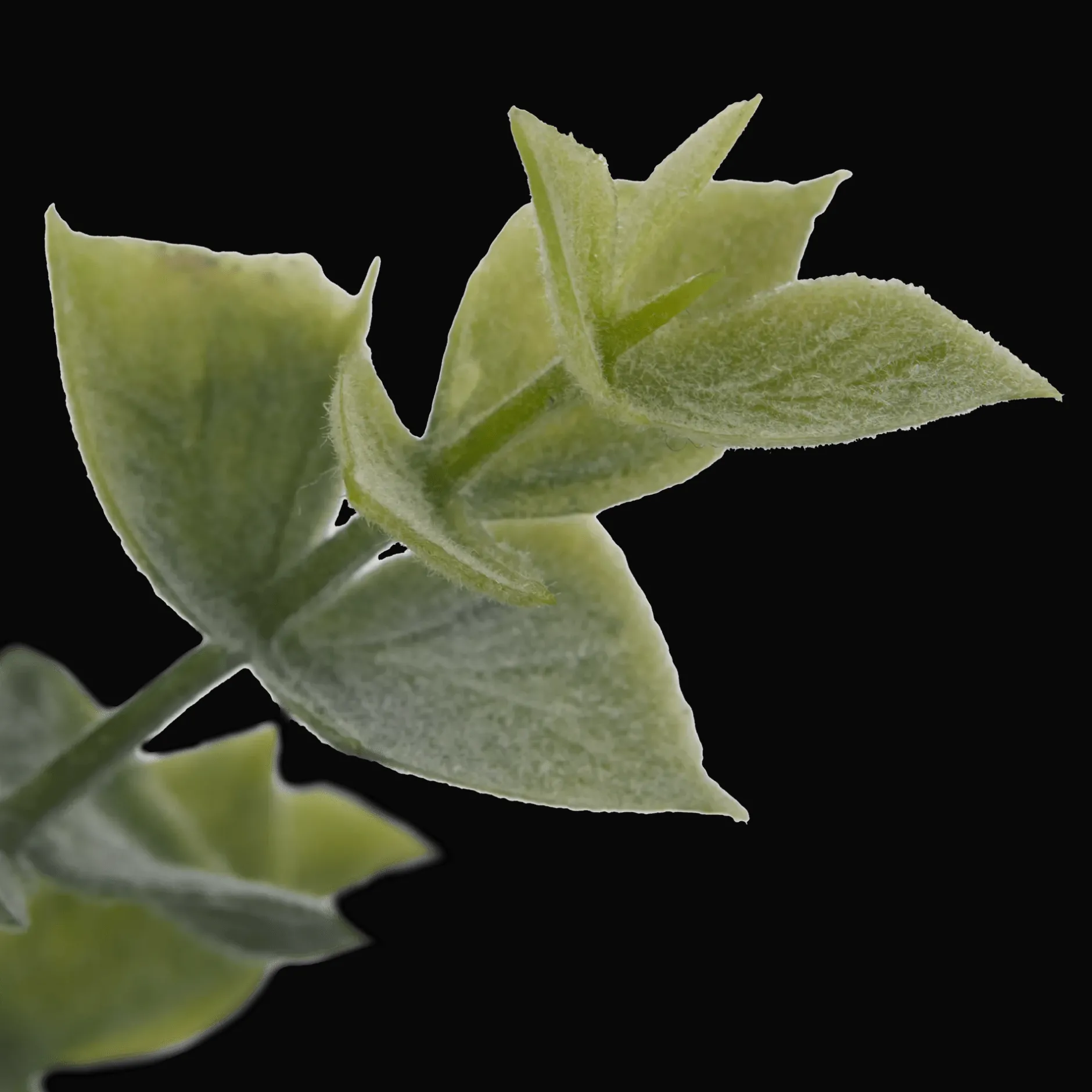 Discount Artificial Eucalyptus in Ceramic Pot Artificial Plants