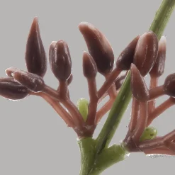 Best Artificial Eucalyptus Stem Branches|Artificial Flowers