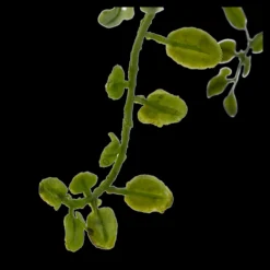 Discount Artificial Fern Artificial Plants