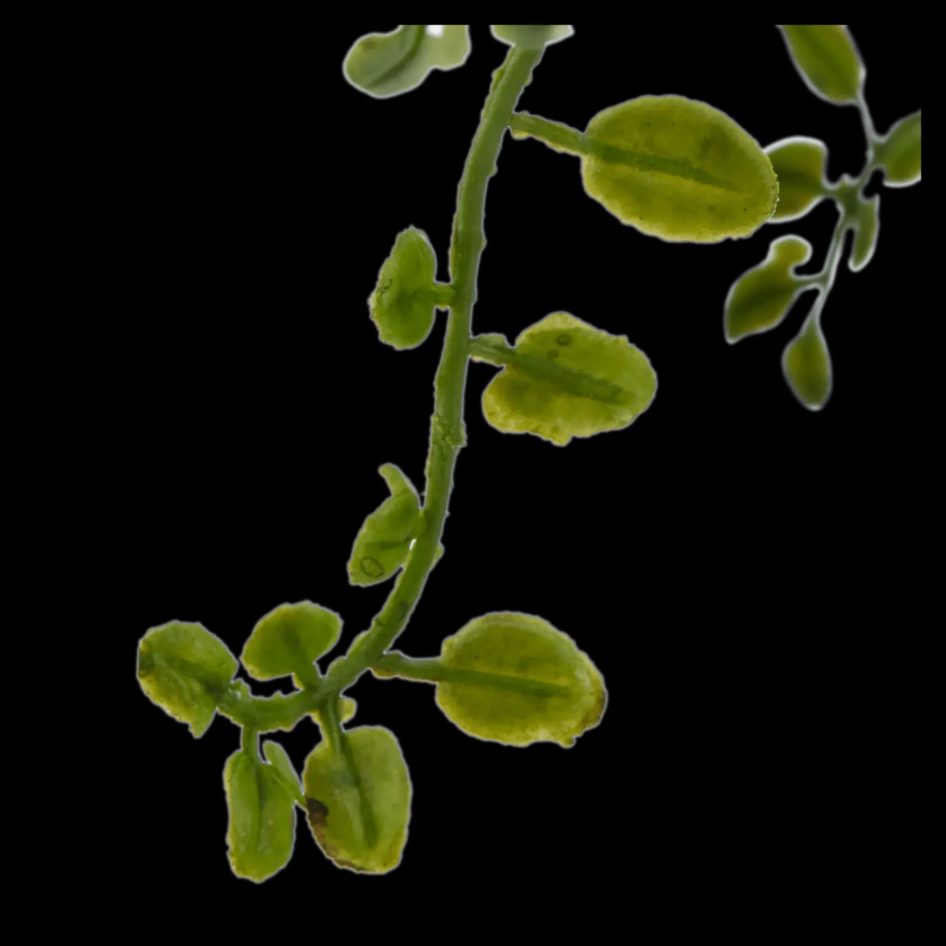 Discount Artificial Fern Artificial Plants