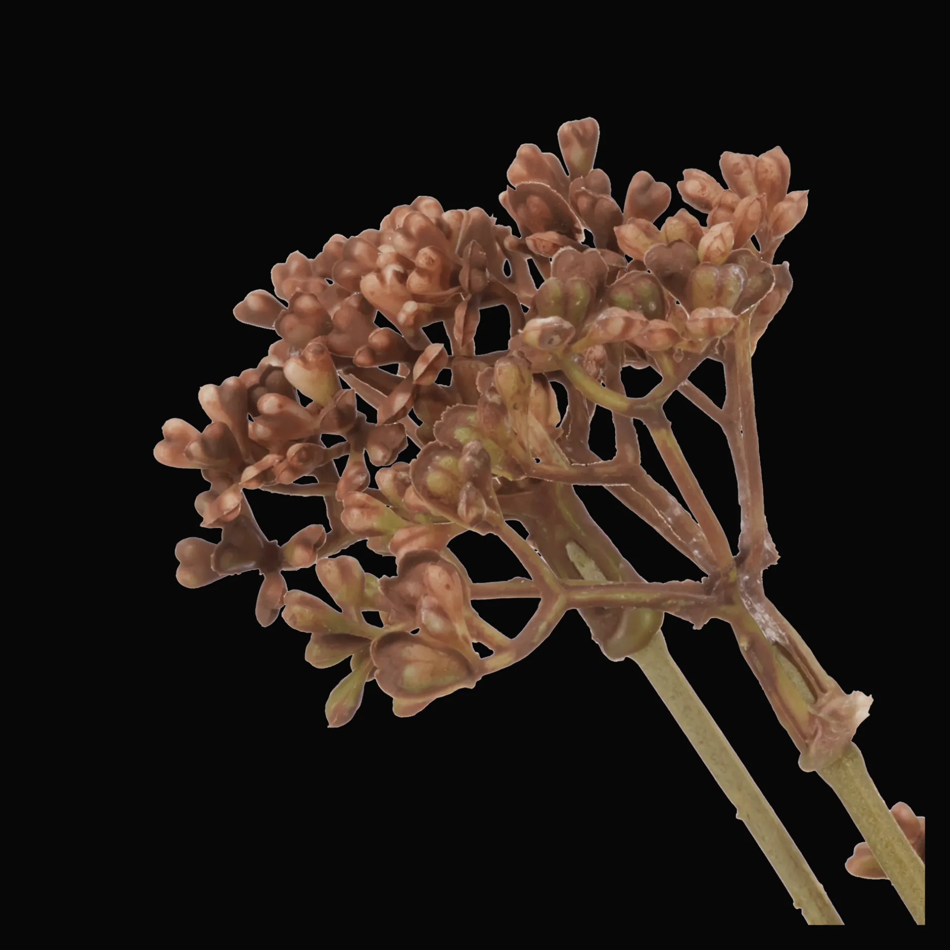 Discount Artificial Hemlock Flower Stem Branches|Artificial Flowers