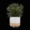 Online Artificial Plant in Ceramic Pot Artificial Plants