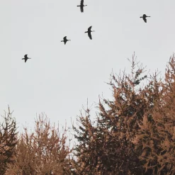New Birds over Fall Forest Printed Canvas Printed & Photography Wall Art Canvases