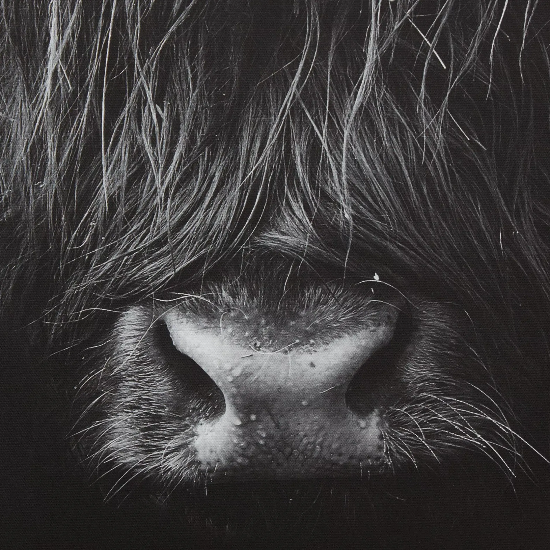 Outlet Black & White Highland Cow Printed Canvas Printed & Photography Wall Art Canvases