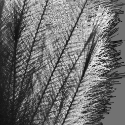 Best Black Pampas Stem Branches|Artificial Flowers