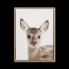 Fawn Framed Art Printed & Photography Wall Art Canvases