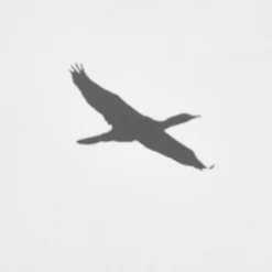 Best Flock of Birds Framed Canvas Printed & Photography Wall Art Canvases