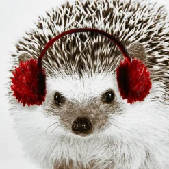 Sale Hedgehog Canvas Framed Art Christmas Decorative Objects