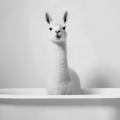 LLama in Bathtub Printed Framed Canvas Printed & Photography Wall Art Canvases