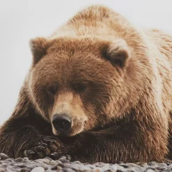 New Resting Bear Framed Art Printed & Photography Wall Art Canvases