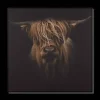 Outlet Scottish Highland Cattle Framed Printed Canvas Printed & Photography Wall Art Canvases