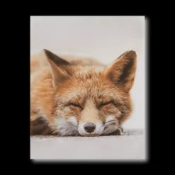 Clearance Sleeping Fox Wall Art Printed & Photography Wall Art Canvases