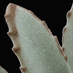 New Succulent in Ceramic Pot Artificial Plants